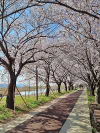 2 Must-Visit Cherry Blossom Spots in Busan + Super Complete Travel Guide!!