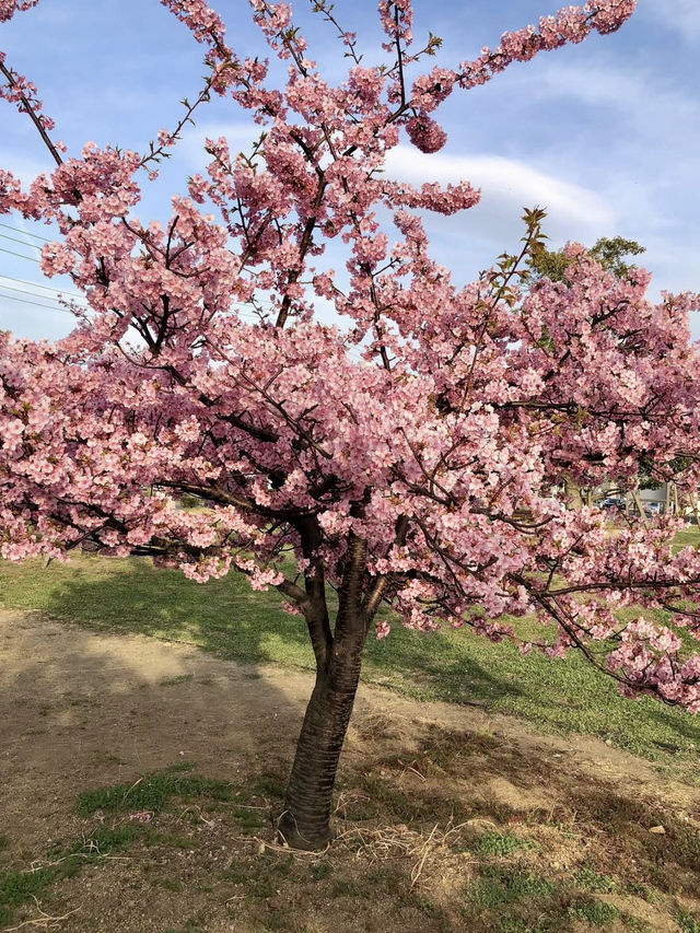 Cherry Blossoms & Tower Views at Utazu’s Sakura Square