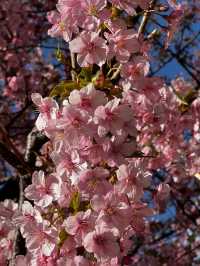 Where Spring Never Ends: Sakura Moments in Tokyo