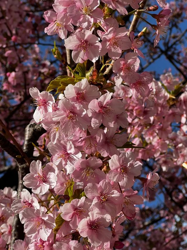 Where Spring Never Ends: Sakura Moments in Tokyo