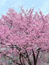 Echoes of Spring: The Hidden Beauty of Yoshino