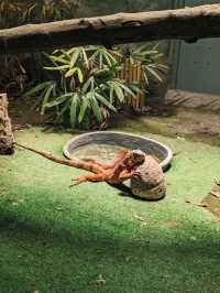 A Wild Escape: Manila Zoo