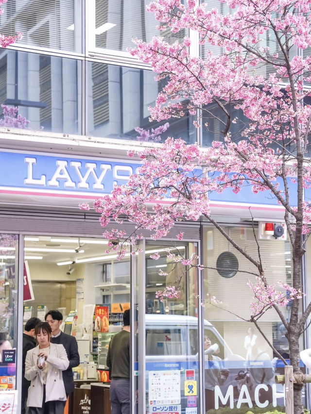 🌸 Tokyo Akihabara Cherry Blossoms – A Hidden Spring Gem! 🌸