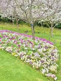 Yokohama’s Hidden Flower Paradise: Satoyama Garden 🌸🌼