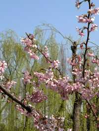 Shanghai's Cherry Blossoms 🌸