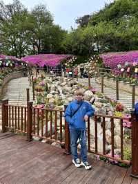 Celebrates the Breathtaking Bloom of Royal Azaleas Flowers