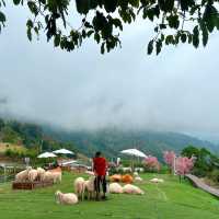🐑 #ไร่ฟาร์มแกะ ภูทับเบิก☺️📌