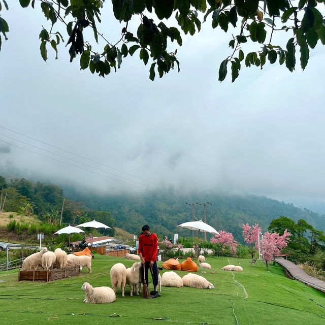 🐑 #ไร่ฟาร์มแกะ ภูทับเบิก☺️📌