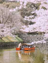 🌸Full Bloom! My Ultimate List of Beautiful Cherry Blossom Spots Around Kyoto