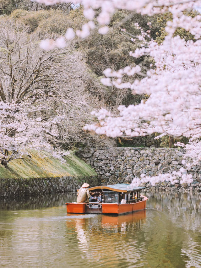 🌸Full Bloom! My Ultimate List of Beautiful Cherry Blossom Spots Around Kyoto
