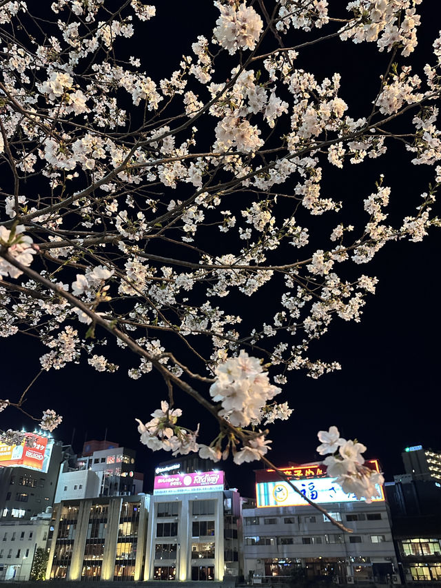 福岡🌸福博相逢橋夜櫻伴中洲夜景🎑