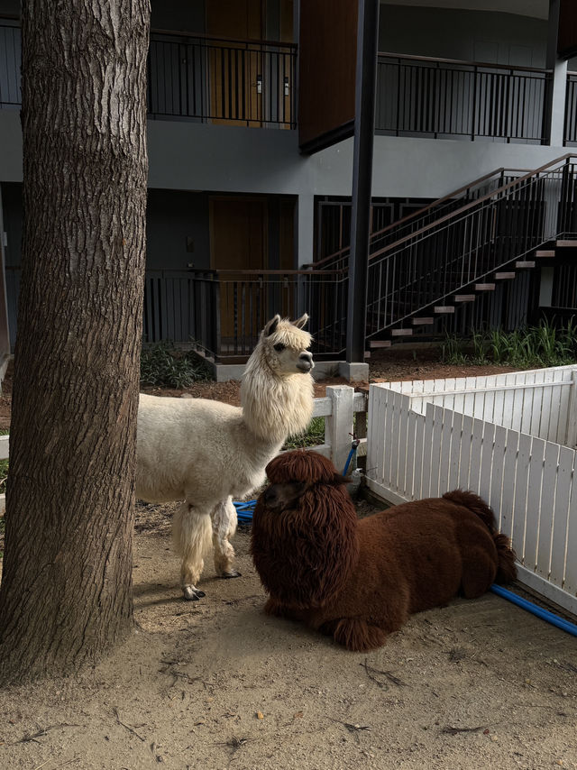 ที่พักฮีลใจท่ามกลางธรรมชาติเขาใหญ่🌿🦙