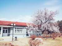  “Campus in Bloom: The Cherry Blossom Charm of Shanzhou University”