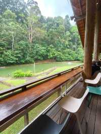Hidden Café in the Forest – Lunch at Pineyard