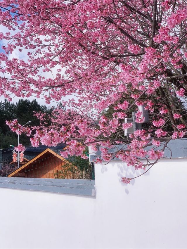 Cherry Blossoms & Brews: Discover the Enchanting Tea Garden of Yongfu
