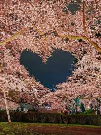 Hirosaki Nighttime Sakura Report 🌸✨