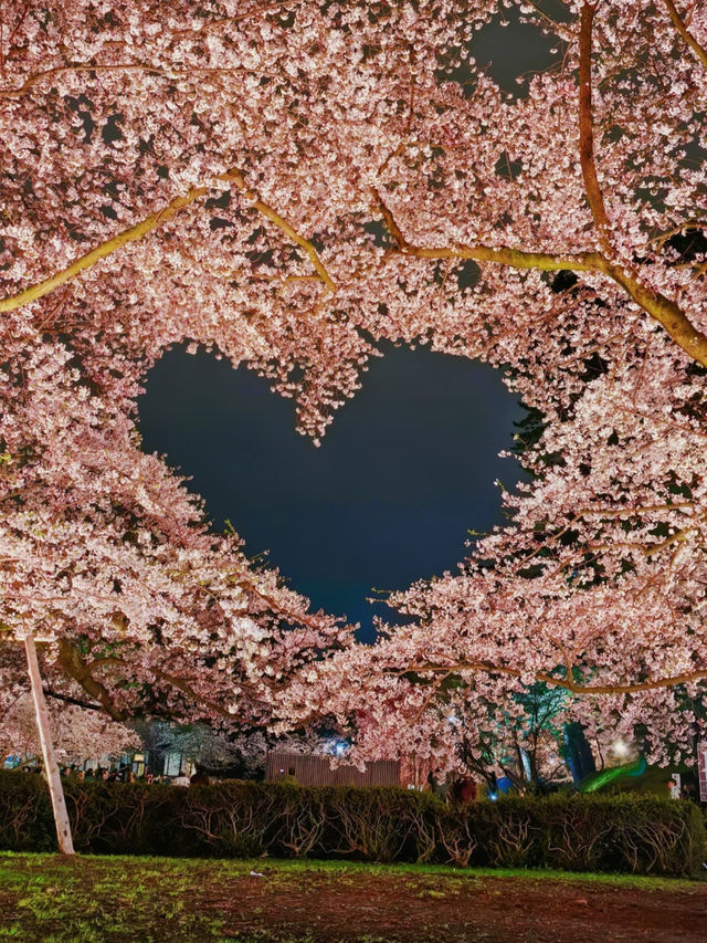 Hirosaki Nighttime Sakura Report 🌸✨