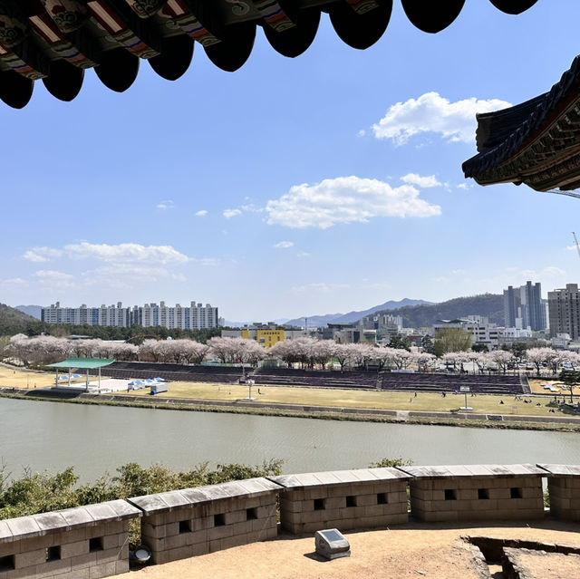 밀양 벚꽃놀이🌸