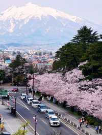 Sakura Rain at Hirosaki Park: A Dreamy Spring Wonderland