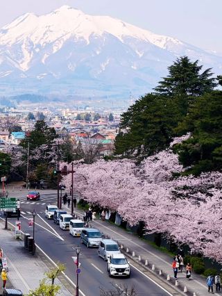 Sakura Rain at Hirosaki Park: A Dreamy Spring Wonderland