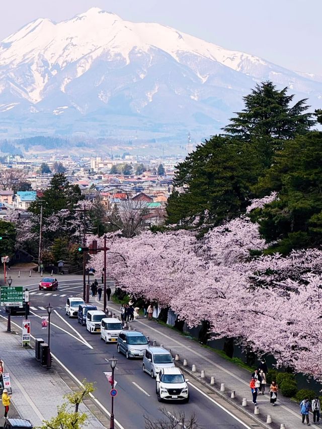 Sakura Rain at Hirosaki Park: A Dreamy Spring Wonderland