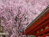 🌸 Kyoto’s Hidden Oasis: A Magical Day at Heian Shrine (& Why It’s Not Just a Tourist Spot!) 🏯✨