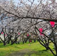 穴場な桜狩りスポット