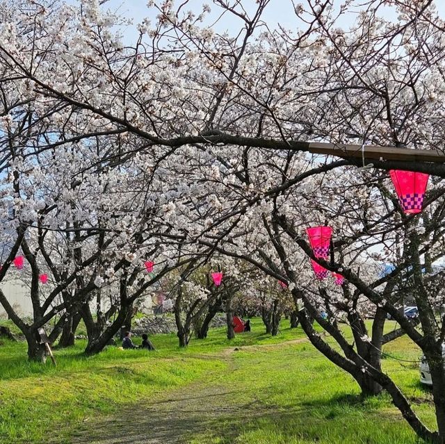 穴場な桜狩りスポット