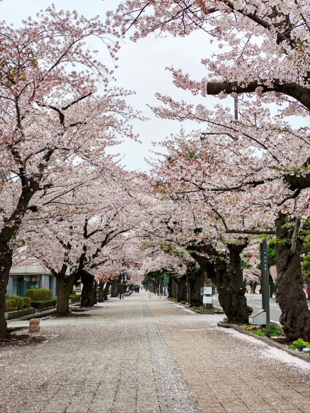 A True Springtime Wonderland in Northern Japan