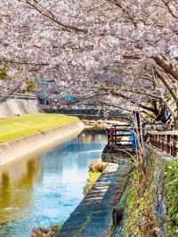 Kumamoto Castle: A Springtime Sakura Spectacle