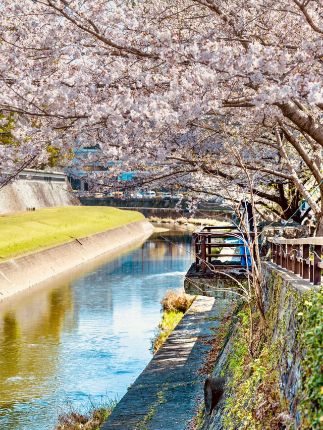 Kumamoto Castle: A Springtime Sakura Spectacle