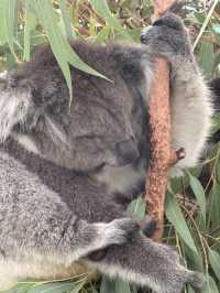 The cuddly koalas in Perth