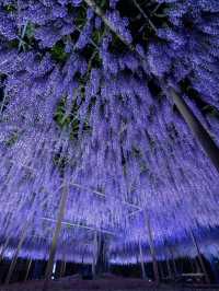 え？これ無料で見れるん？死ぬ前に絶対に見ておきたい藤棚の絶景✨
