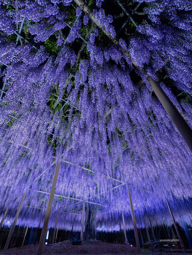え？これ無料で見れるん？死ぬ前に絶対に見ておきたい藤棚の絶景✨