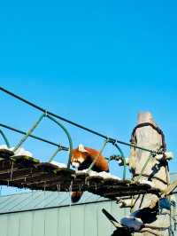 【北海道】旭山動物園：冬日限定超萌企鵝巡遊