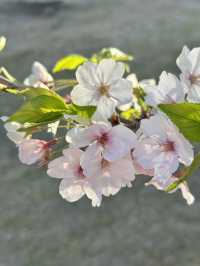 【兵庫/西宮】桜の名所