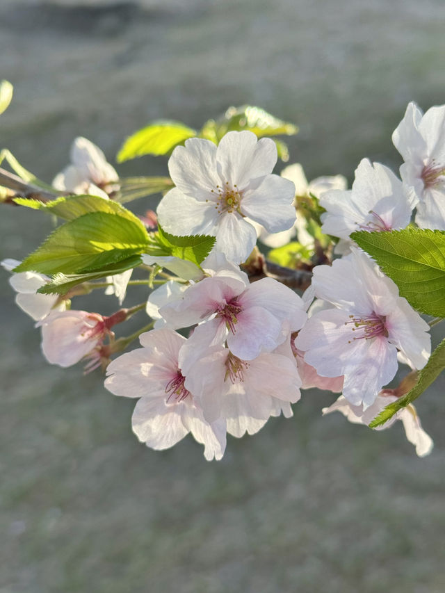 【兵庫/西宮】桜の名所