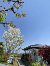 【季節の花を愛でる旅】フラワーパーク