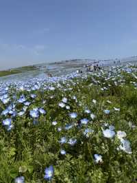 国営ひたち海浜公園｜色とりどりの絶景が広がる“アニメの世界”へ