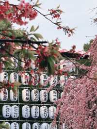 Ueno Park during sakura season