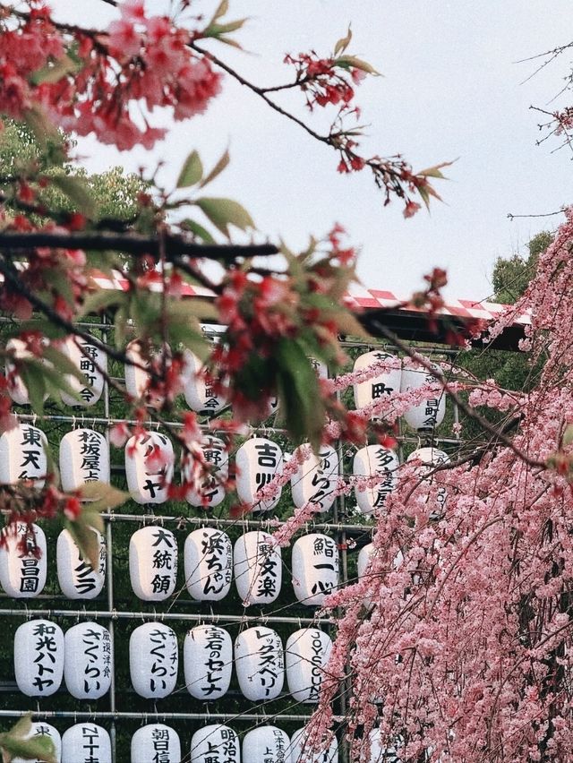 Ueno Park during sakura season