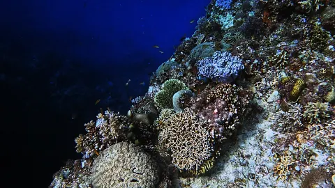 🪸A hidden spot that still preserves the appearance of Bohol's sea from 10 years ago🐠 — traveler post in Anda