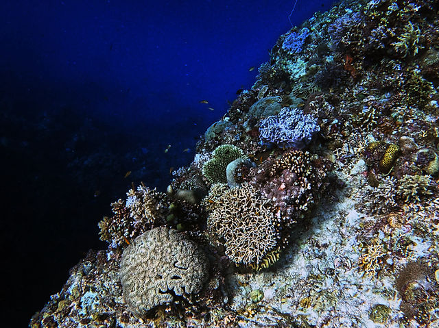 🪸10년 전 보홀 바다의 모습을 그대로 간직한 숨겨진 스팟🐠