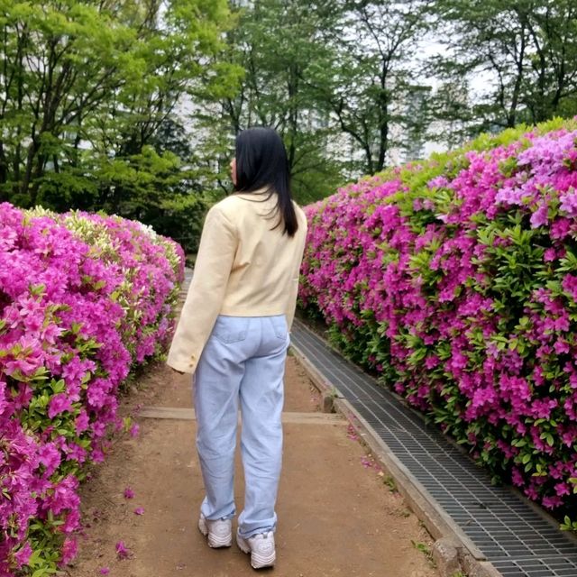 A Sea of Pink – Gunpo’s Royal Azalea Festival in Full Bloom