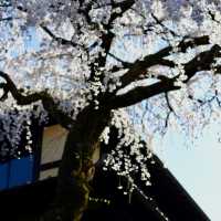 Kyoto – Harmony of Nature and Time in Bloom