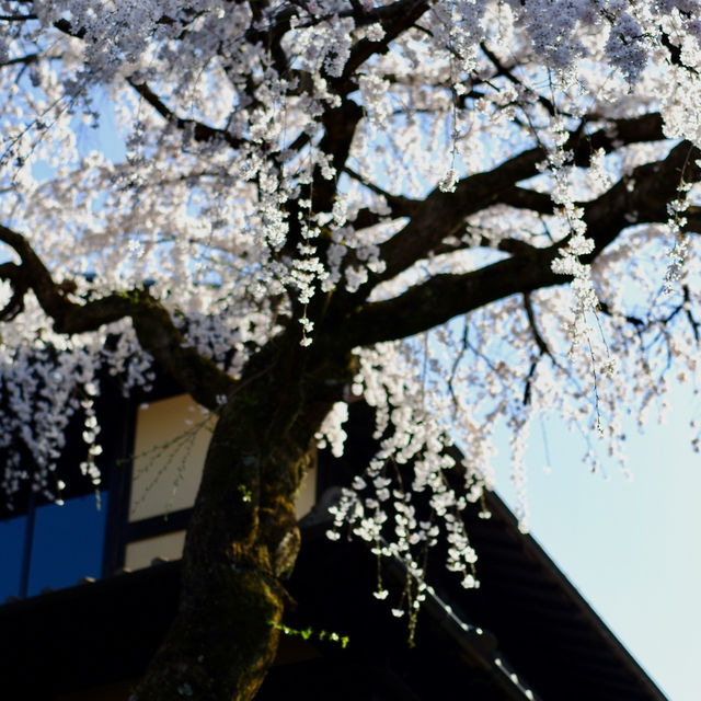 Kyoto – Harmony of Nature and Time in Bloom