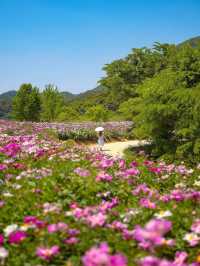 🌸작약 꽃이 한가득 임실여행🌸