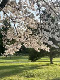 櫻花與湖畔的輕柔春風：札幌中島公園的櫻花情懷🌸