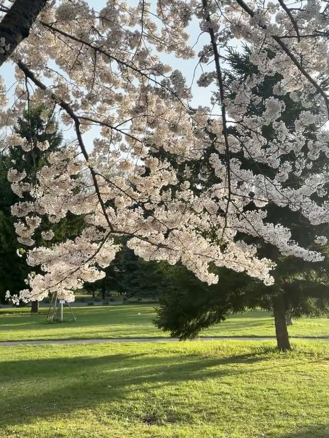 櫻花與湖畔的輕柔春風：札幌中島公園的櫻花情懷🌸