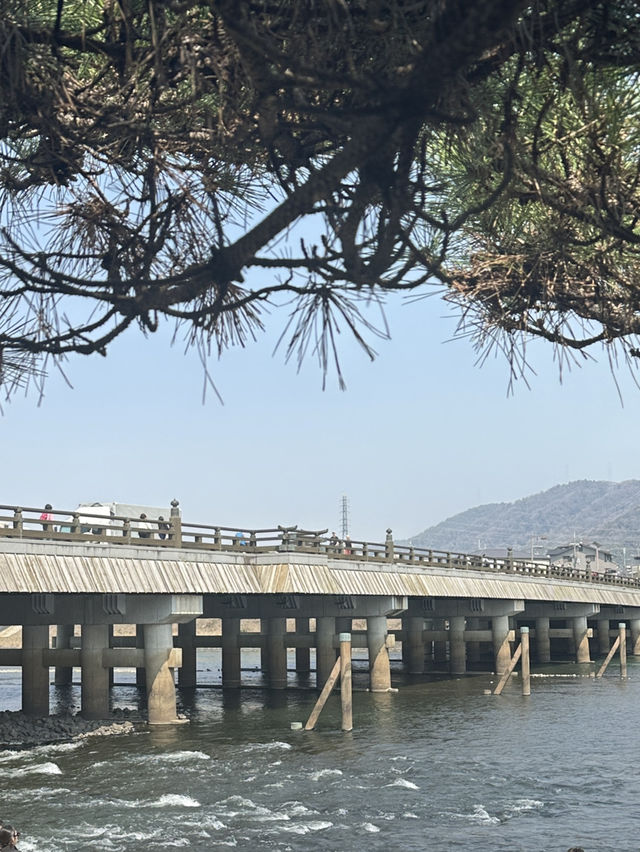 • Uji Bridge สะพานไม้เก่าแก่แห่งเมืองอุจิ 🌱•